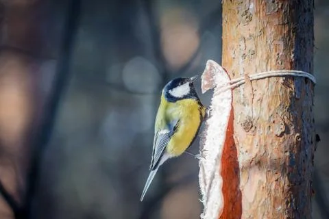 Hungry wild bird titmouse on a tree in spring forest Stock Photos