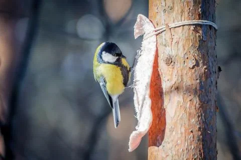 Hungry wild bird titmouse on a tree in spring forest Stock Photos