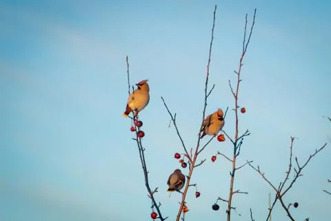 Hungry wild bird whistle on a tree in spring forest Stock Photos