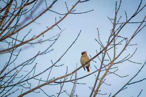 Hungry wild bird whistle on a tree in spring forest Stock Photos