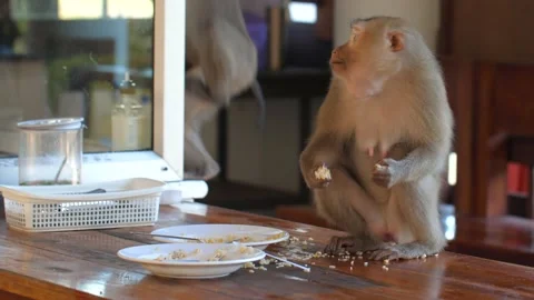Hungry wild monkey stealing rice and piece of human food in street cafe in Stock Footage 195098386