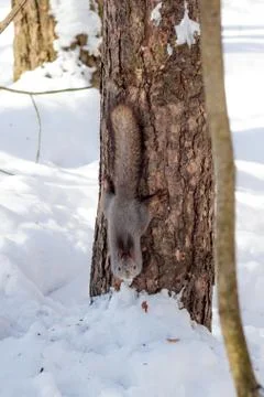 Hungry wild squirrel sitting on a tree in the spring forest Stock Photos