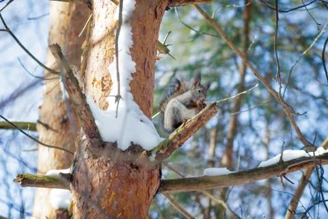 Hungry wild squirrel sitting on a tree in the spring forest Stock Photos