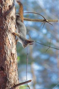 Hungry wild squirrel sitting on a tree in the spring forest Stock Photos
