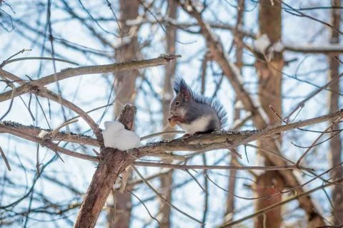 Hungry wild squirrel sitting on a tree in the spring forest Stock Photos