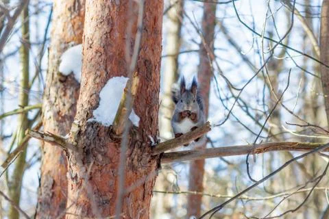 Hungry wild squirrel sitting on a tree in the spring forest Stock Photos