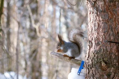 Hungry wild squirrel sitting on a tree in the spring forest Stock Photos