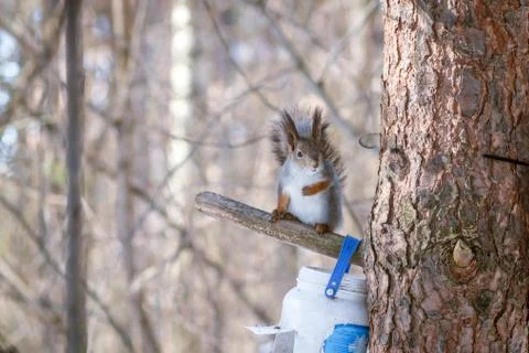 Hungry wild squirrel sitting on a tree in the spring forest Stock Photos