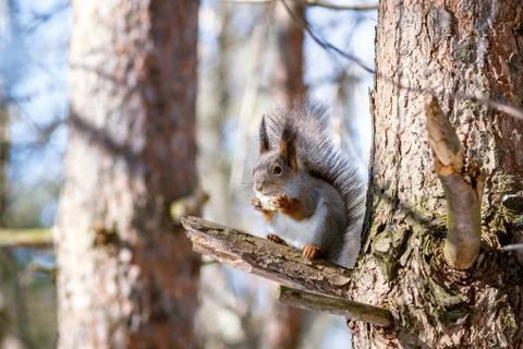 Hungry wild squirrel sitting on a tree in the spring forest Stock Photos