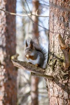 Hungry wild squirrel sitting on a tree in the spring forest Stock Photos