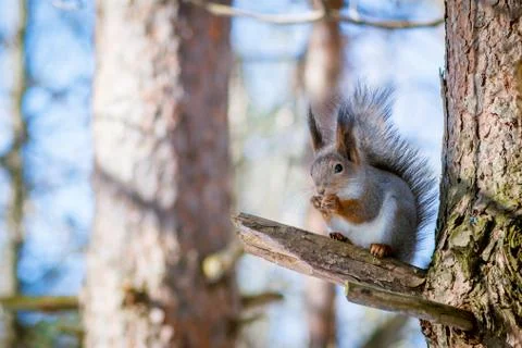 Hungry wild squirrel sitting on a tree in the spring forest Stock Photos