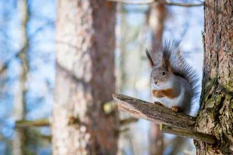 Hungry wild squirrel sitting on a tree in the spring forest Stock Photos