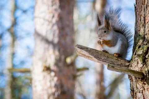 Hungry wild squirrel sitting on a tree in the spring forest Stock Photos