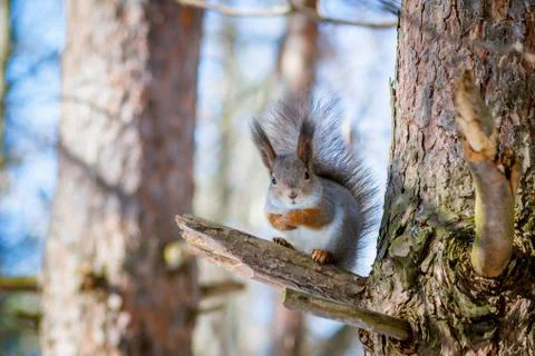 Hungry wild squirrel sitting on a tree in the spring forest Stock Photos