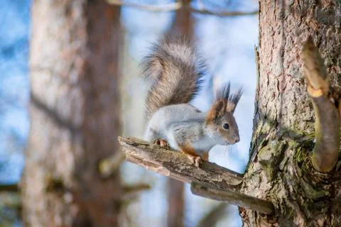 Hungry wild squirrel sitting on a tree in the spring forest Stock Photos