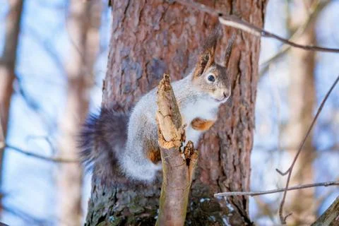 Hungry wild squirrel sitting on a tree in the spring forest Foto stock