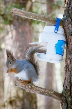 Hungry wild squirrel sitting on a tree in the spring forest Stock Photos