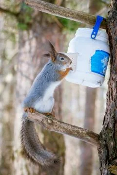 Hungry wild squirrel sitting on a tree in the spring forest Stock Photos