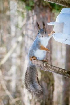 Hungry wild squirrel sitting on a tree in the spring forest Stock Photos