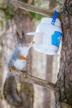 Hungry wild squirrel sitting on a tree in the spring forest Stock Photos