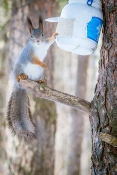 Hungry wild squirrel sitting on a tree in the spring forest Stock Photos