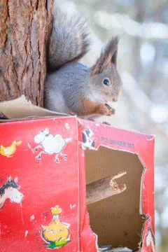 Hungry wild squirrel sitting on a tree in the spring forest Stock Photos