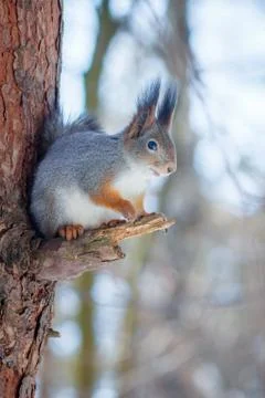 Hungry wild squirrel sitting on a tree in the spring forest Stock Photos
