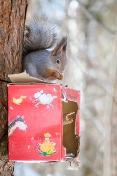 Hungry wild squirrel sitting on a tree in the spring forest Foto stock