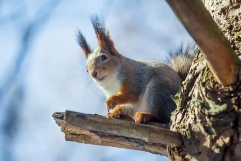 Hungry wild squirrel sitting on a tree in the spring forest Stock Photos