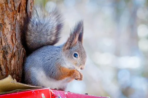 Hungry wild squirrel sitting on a tree in the spring forest Stock Photos