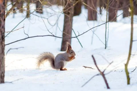 Hungry wild squirrel sitting on a tree in the spring forest Stock Photos