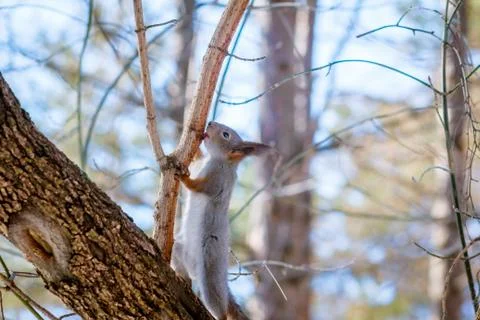 Hungry wild squirrel sitting on a tree in the spring forest Stock Photos