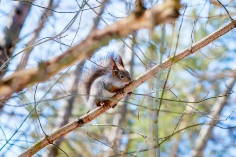 Hungry wild squirrel sitting on a tree in the spring forest Stock Photos