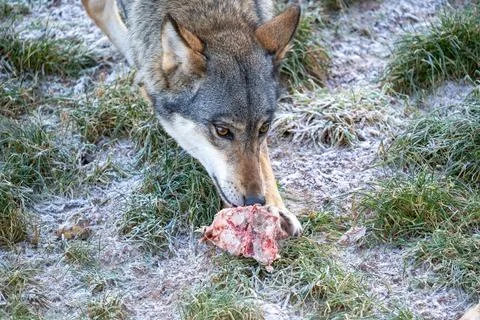 Hungry Wolf Like Dog Eats Raw Meat In Frosty Grass Field Outdoor Winter Nature Stock Photos