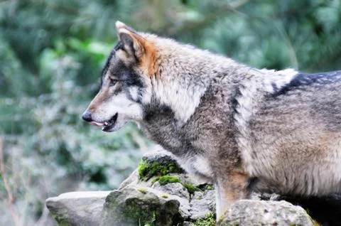 Hungry wolf Stock Photos