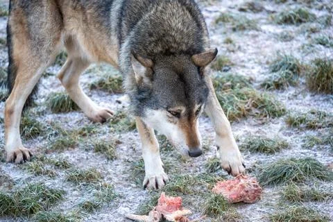 Hungry Wolf Sniffs Fresh Meat Outdoors on Frosty Grassland Morning Stock Photos