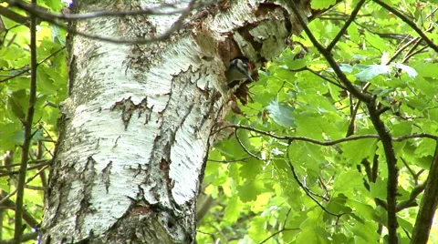 Hungry young bird looking out of a tree hole and waiting for parents to be fed. Stock Footage 64717337
