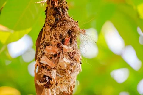 Hungry young bird Stock Photos