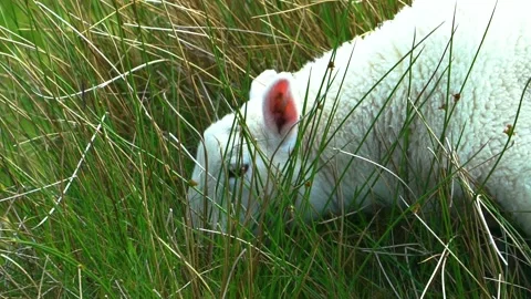 Hungry Young Sheep is Feeding, Close Up Stock Footage 156406441