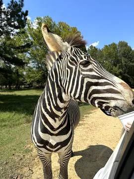 Hungry Zebra Stock Photos