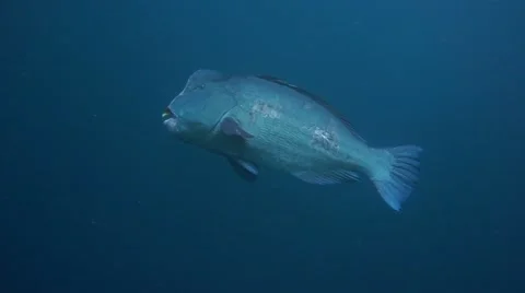 Hunphead Parrotfish 動画素材 56844124