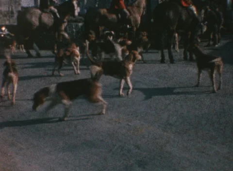 The Hunt: 1965 Bruff Co. Limerick - Archival 8mm Film Stock Footage 325888885