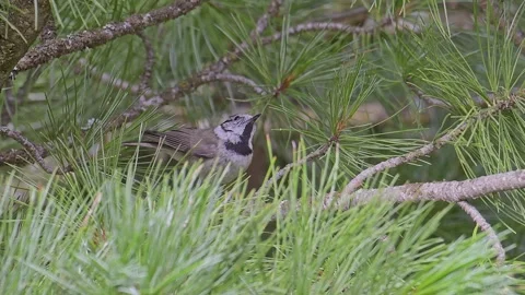 At hunt among the pine needles, the crested tit (Lophophanes cristatus) Stock Footage 250326455