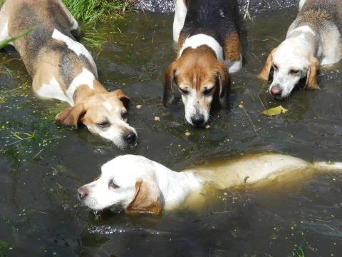 Hunt beagles learning to swim Stock Photos