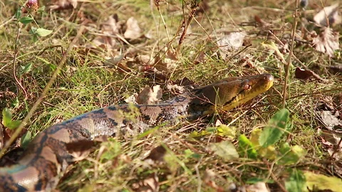 On the hunt Stock Footage 159018755