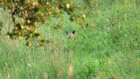 On the Hunt – Fox Moving Through Flowering Grass Stock Footage 313601886