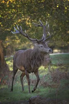 Hunt for a mate Foto stock