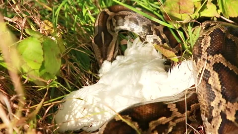 The hunt is over Stock Footage 159018694