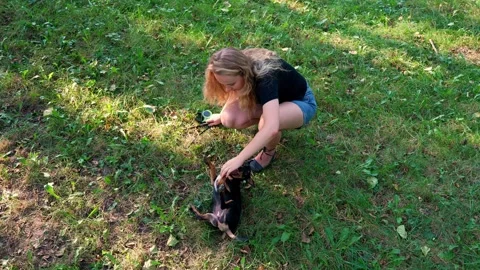 Hunt terrier playing with its owner outdoors summer time. Playful puppy Stock-Footage 316072274