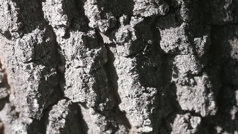 Hunt walks on a tree Stock Footage 70988273